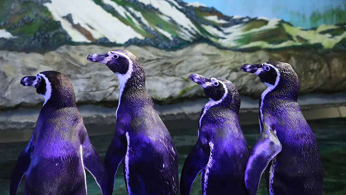 PINGUINOS