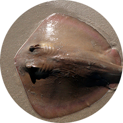 Longtail Stingray