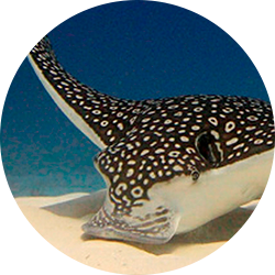 California Butterfly Ray