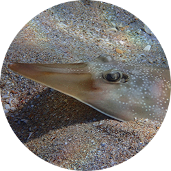 Blotched Stingray