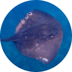 Round stingray