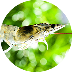 Whiteleg shrimp