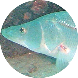 Common snook