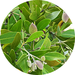 Black mangrove