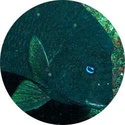 Bumphead Damselfish