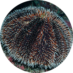 White Sea Urchin