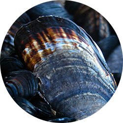 California Mussel