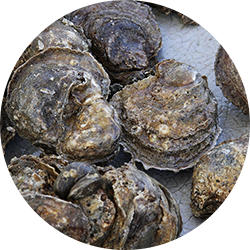 Rock Oyster