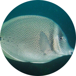 Yellowtail Surgeonfish