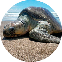 Pacific Ridley Sea Turtle