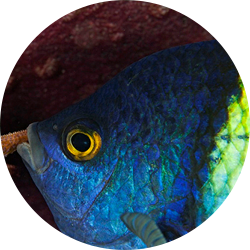 Pacific Sergeant Major, Panama Sergeant Major