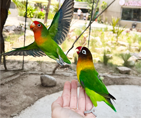 Agapornias