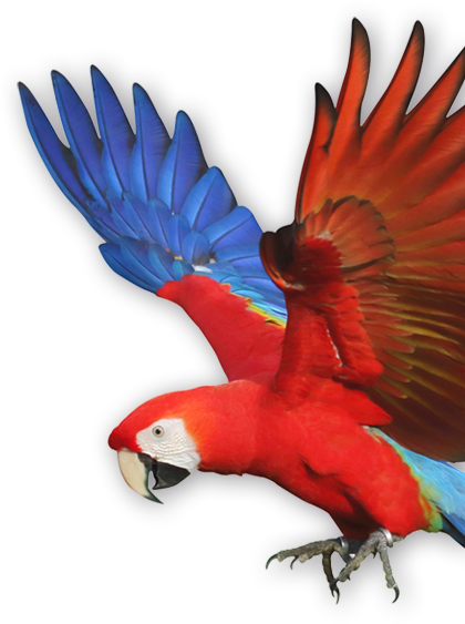 Guacamaya