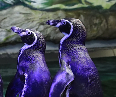 Habitat pinguinos