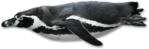 Pinguino