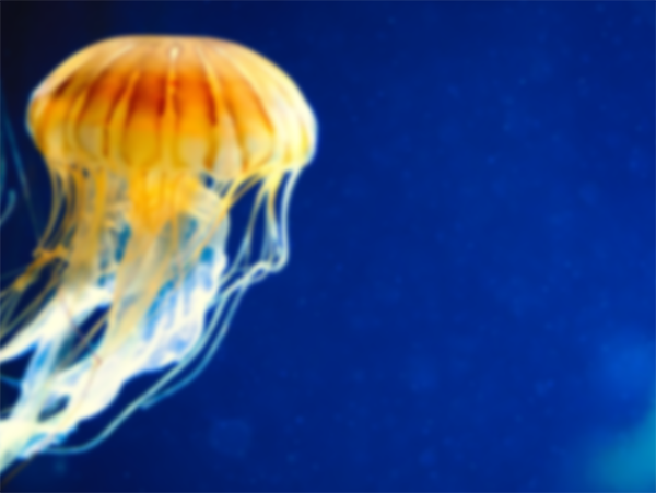 Medusas en pecera