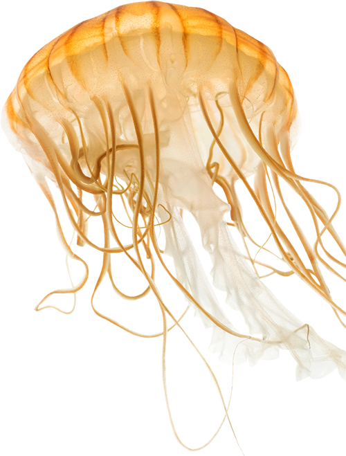 Medusas