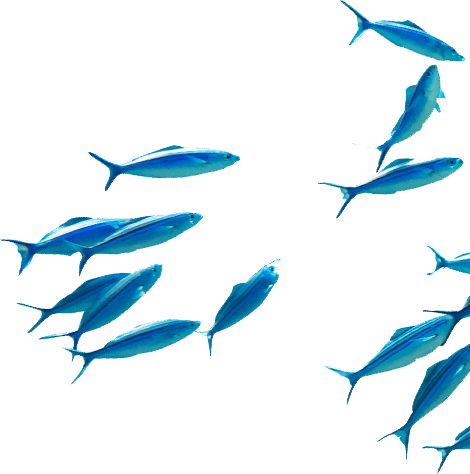 Peces