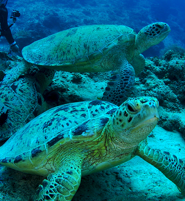 Tortugas