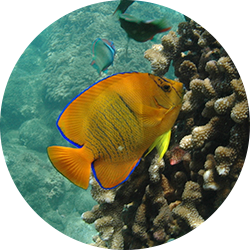 Clarion Angelfish