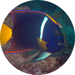 King Angelfish, Passer Angelfish