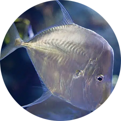 Pacific Lookdown, Hairfin Lookdown, Mexican Lookdown