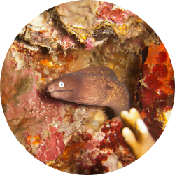 Masked Moray