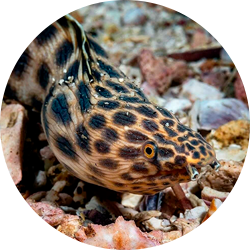 Spotted Snake Eel, Spotted Tiger Snake