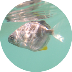 Common, silver or bull pompano