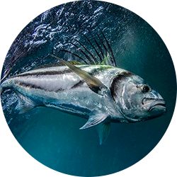 Roosterfish