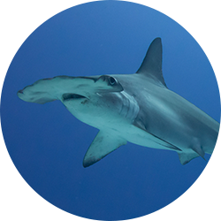 Scalloped Hammerhead