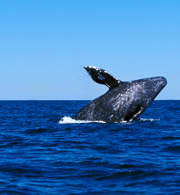 Hábitat header image