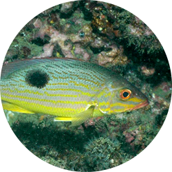 Spotted rose snapper