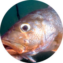 Colorado snapper