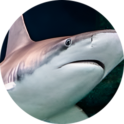 Bignose shark