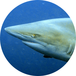 Blacktip shark