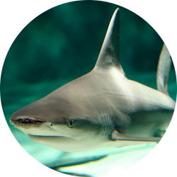 Sandbar shark