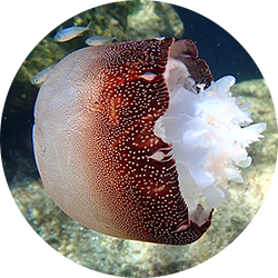 Cannonball Jellyfish