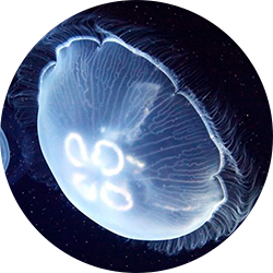 Moon Jellyfish