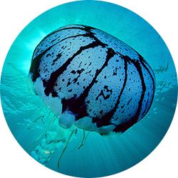 Purple-striped Jelly