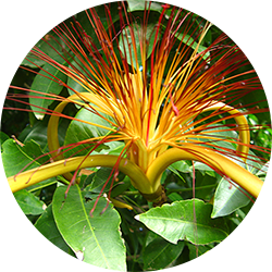 Malabar Chestnut, Guiana Chestnut, Money Tree