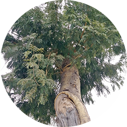 Alamos tree