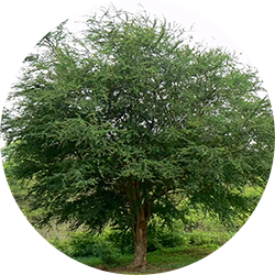 Manila tamarind