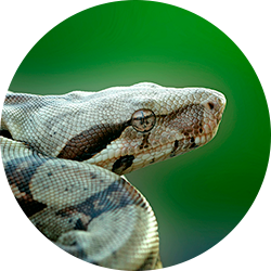 Common Boa, Boa Imperator, Central American Boa