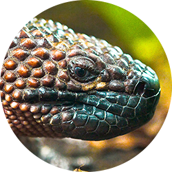 Mexican Beaded Lizard, Scorpion Lizard