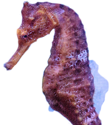 Caballito de mar